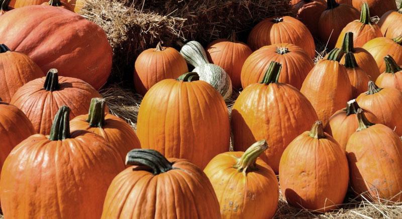 cuando almacenar la calabaza