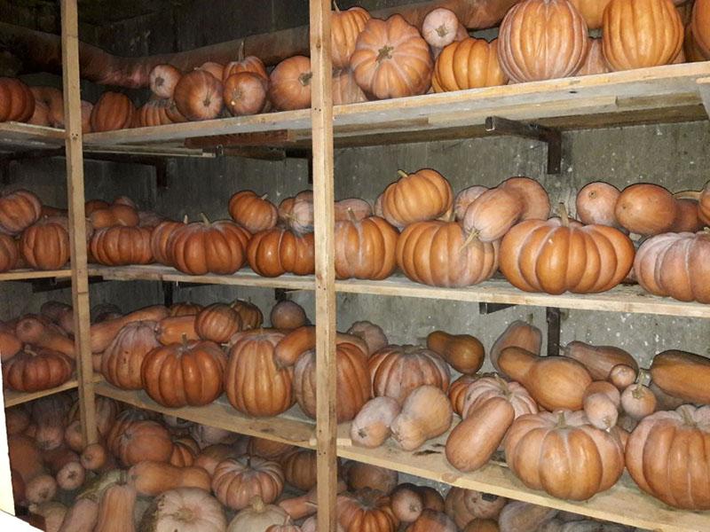 almacenamiento de calabaza