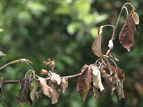 Árbol afectado por la costra