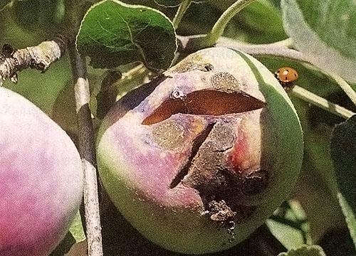 Fruto de un árbol infestado de sarna