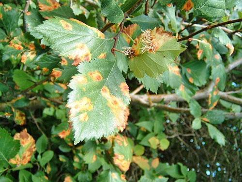 Rouille des feuilles