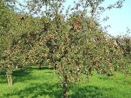 Verger de pommiers en fruits