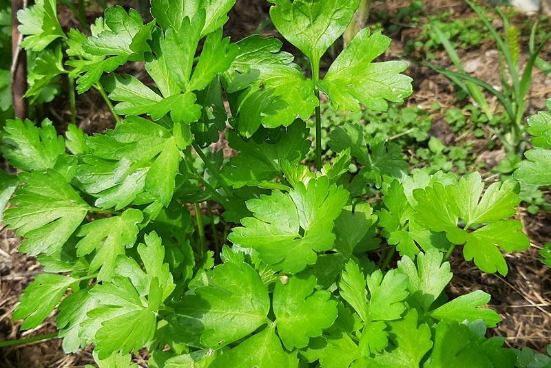 variété de persil géant italien