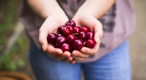 délicieuses cerises saines
