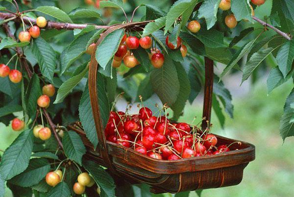cueillir des cerises mûres