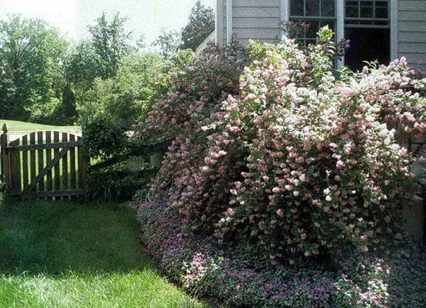 action rugueux Rosea captivité près de la maison