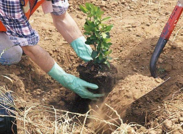 acción de plantación en campo abierto