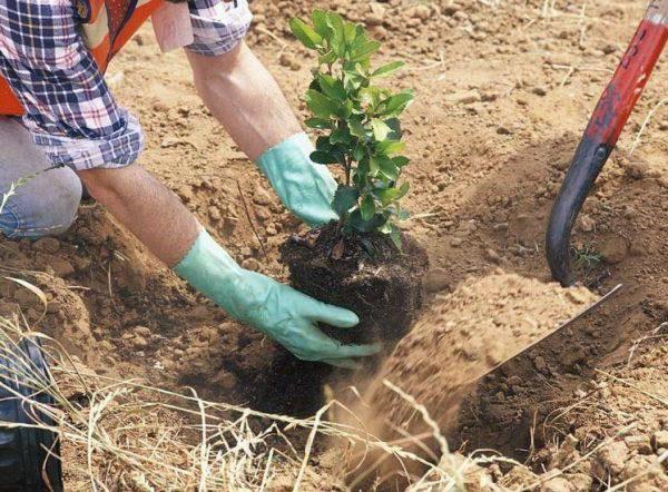 action de plantation en pleine terre