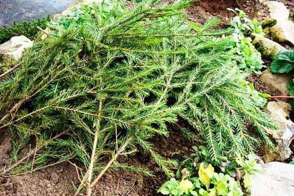 protección de arbustos jóvenes para el invierno