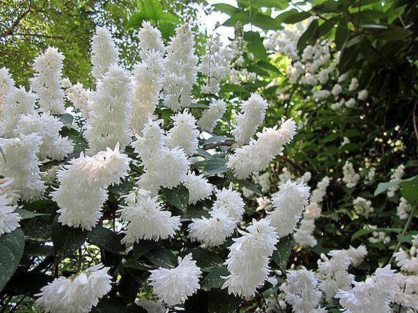 action de décoration de jardin