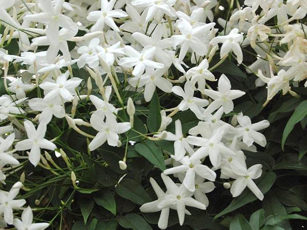 jasmin multiflore