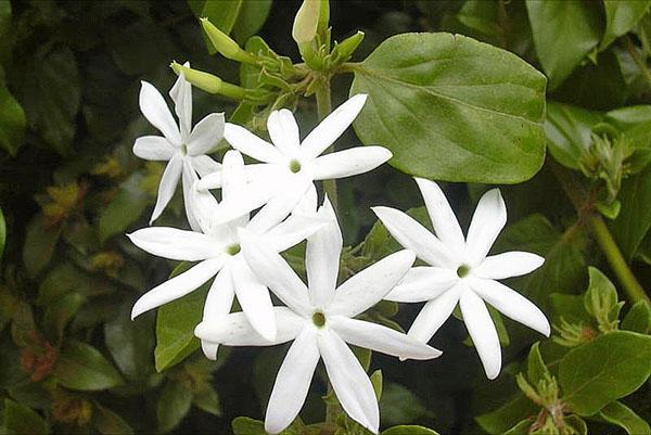 jasmin officinalis