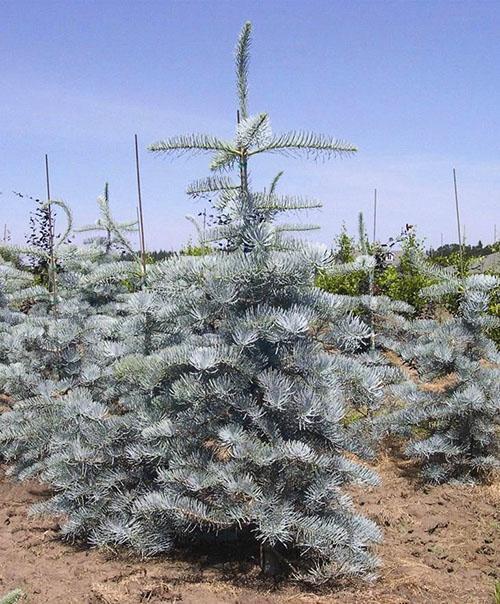 sapin argent