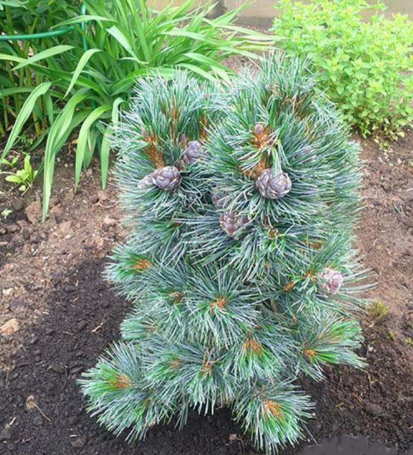 cedro glauca