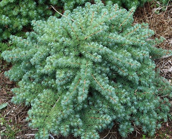 alerce con agujas azuladas