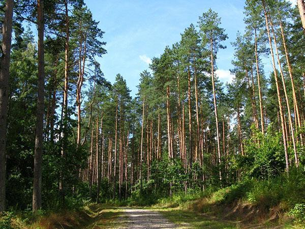 Pinos