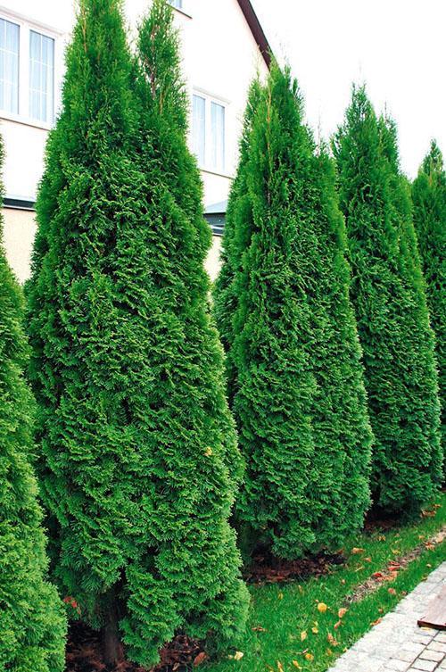 thuja