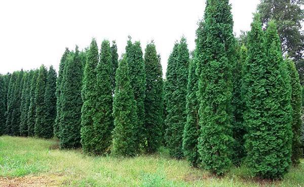 thuja columna
