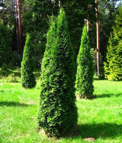 thuja smaragd
