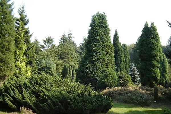 arboles coniferos