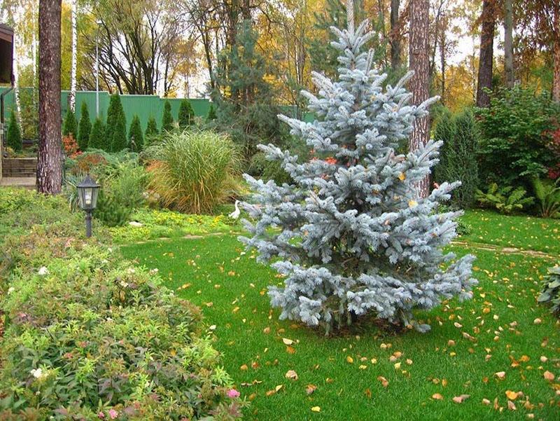 épinette à feuilles persistantes