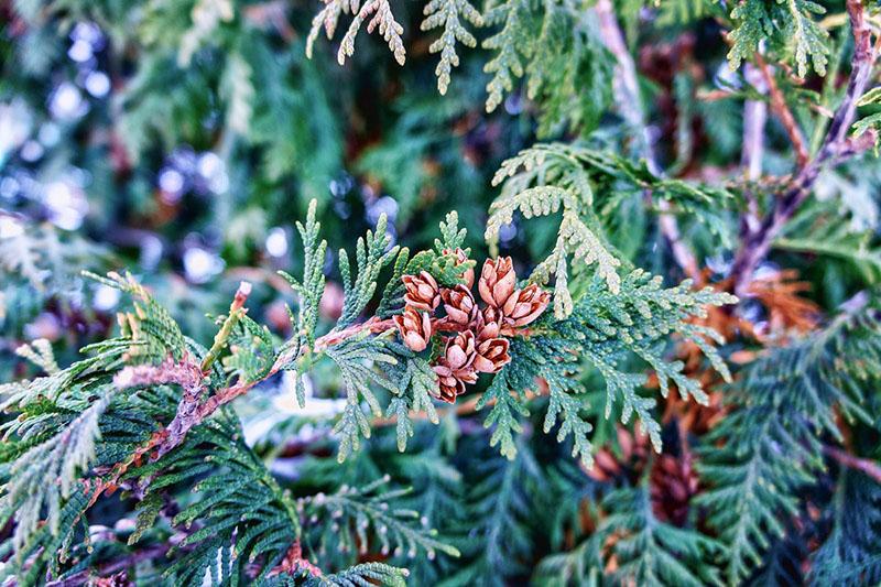 Evergreens - thuja insuperable