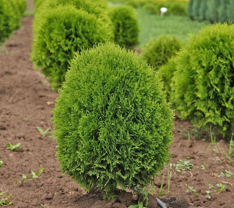 thuja occidental