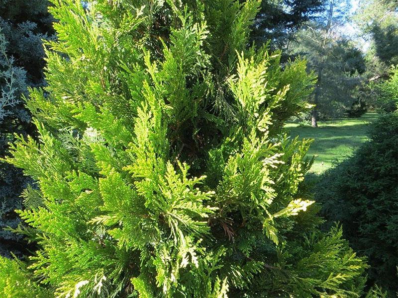 thuja gigante