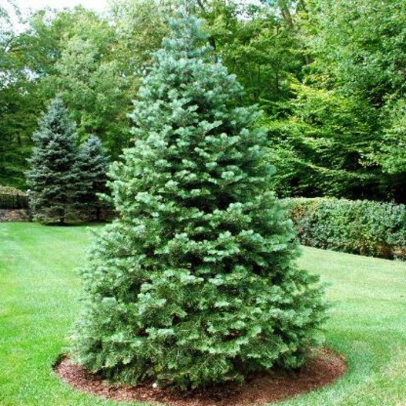 sapins à feuilles persistantes