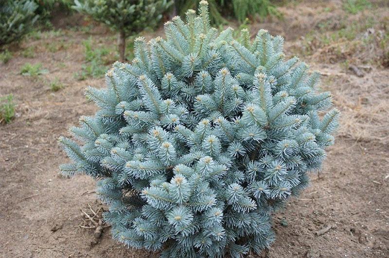 Sapin de Sibérie