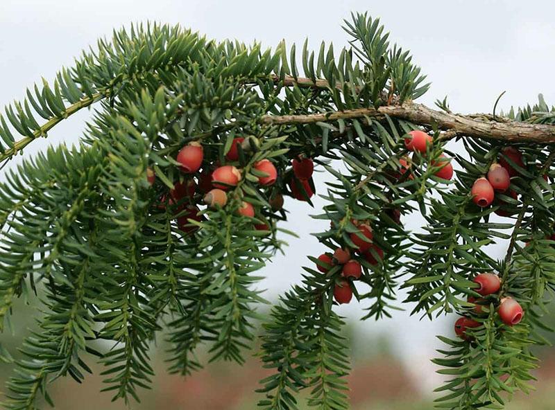 tejo de hoja perenne