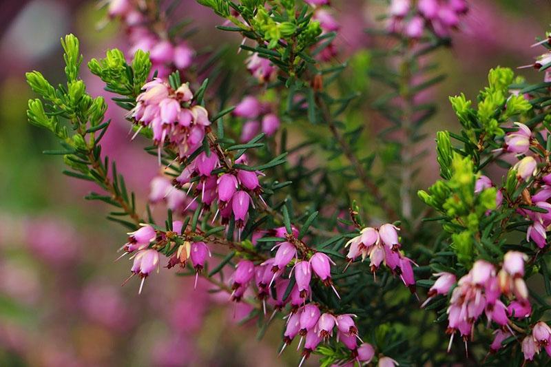 hojas perennes de brezo