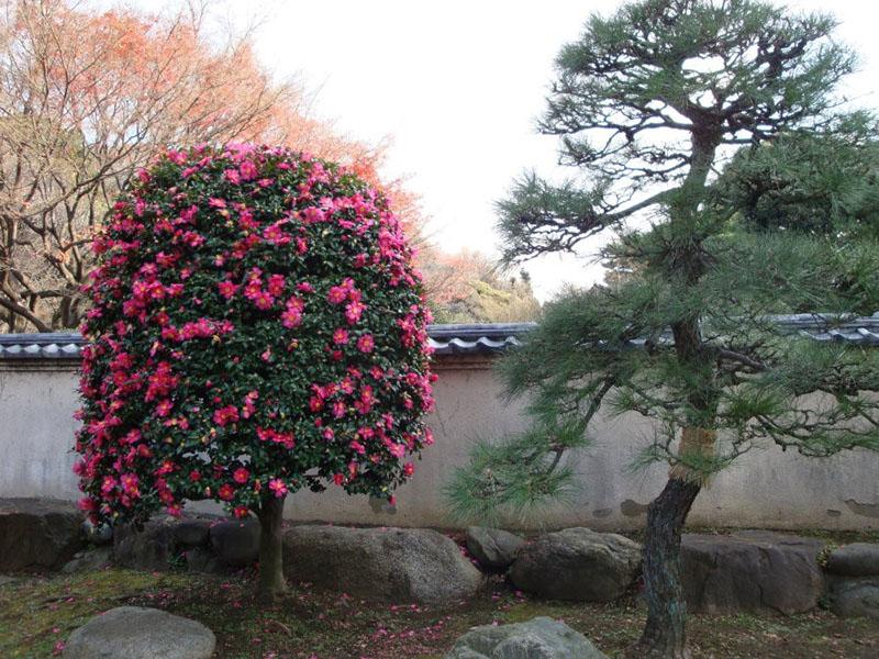 Árboles de hoja perenne - camelias