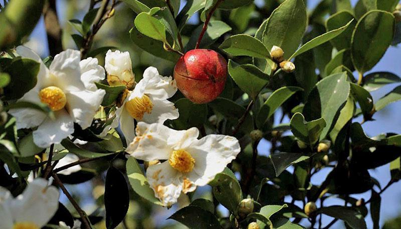 semillas oleaginosas de camelia