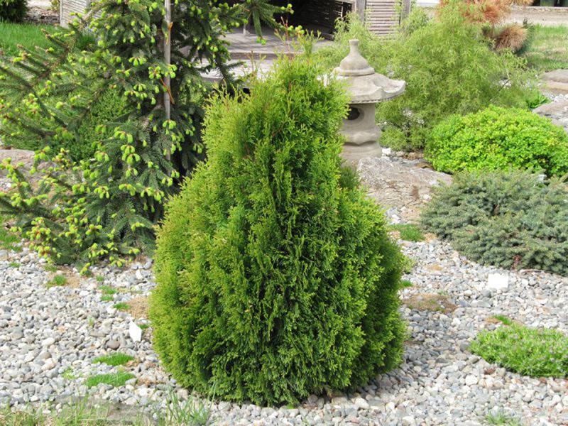 thuja