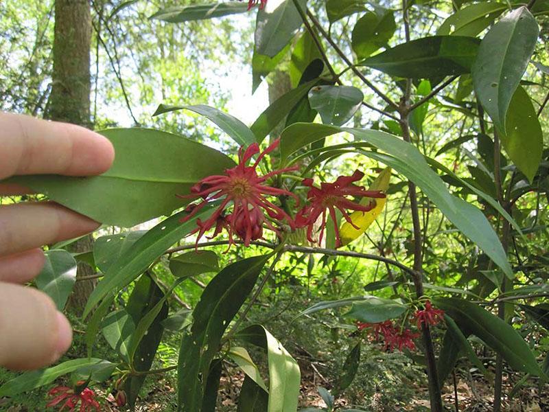 árboles de hoja perenne anís estrellado