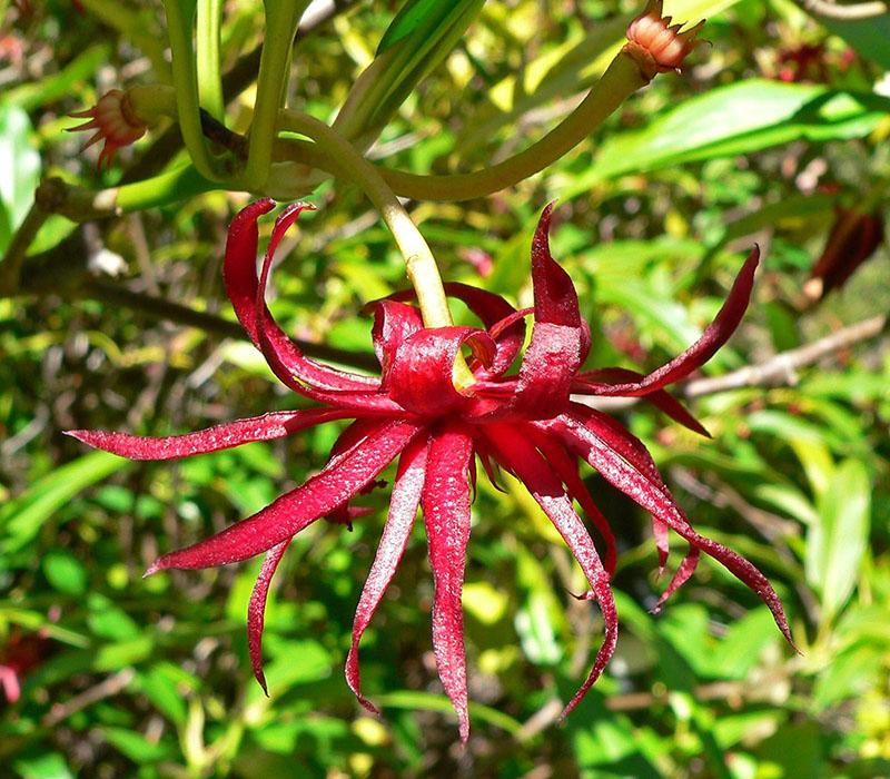 anís estrellado florida