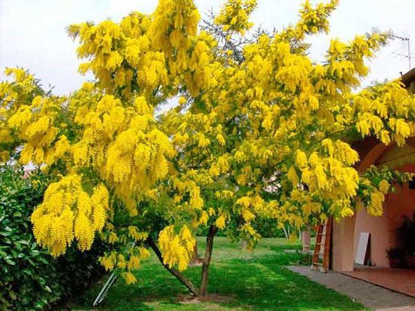 mimosa florece exuberantemente