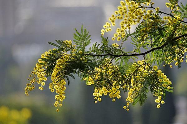 plata de acacia en primavera