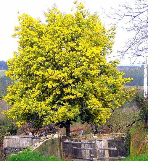 acacia plateada en el campo