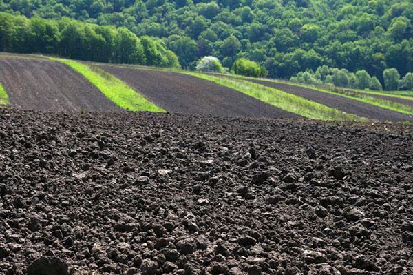 combatir la salinización del suelo