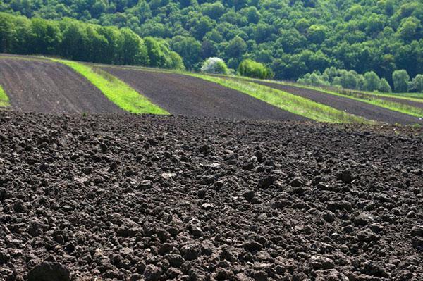 lutter contre la salinisation des sols