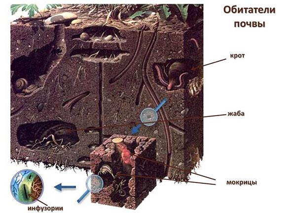 habitantes del suelo
