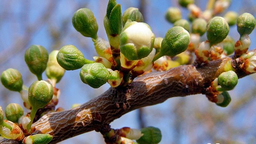 fase de floración