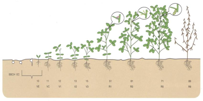 Vegetación ¿Qué hay en el ejemplo de los guisantes?