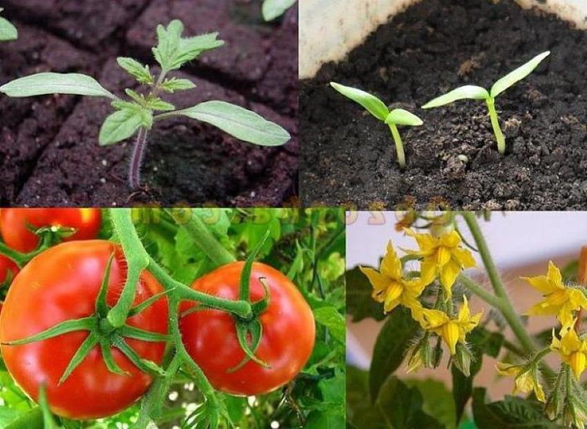 vegetación de plantas que es