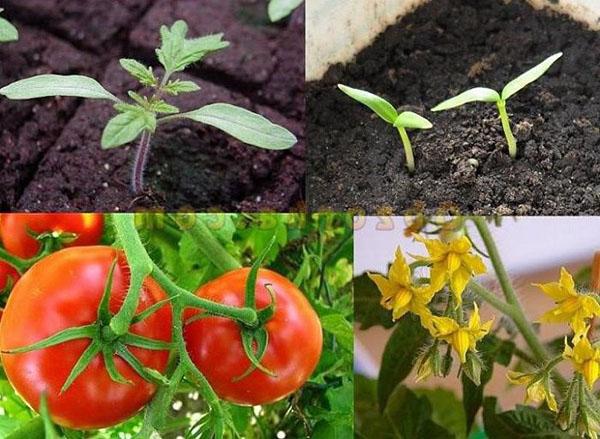 saison de croissance des tomates