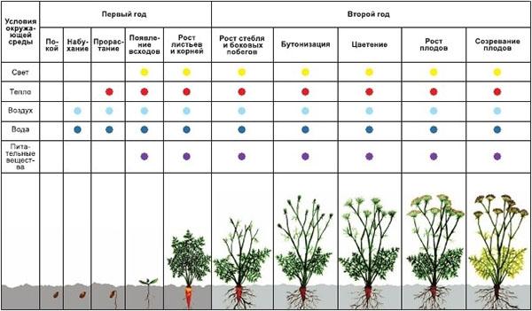 características del desarrollo de la planta