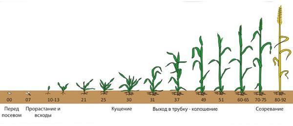 período vegetativo en plantas