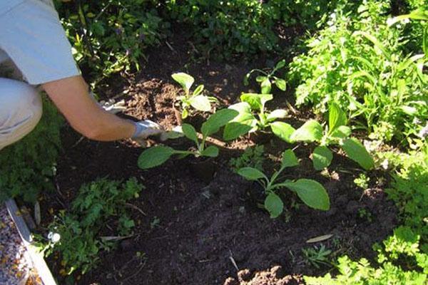 planter des semis en pleine terre